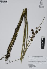 Juncus ebracteatus image